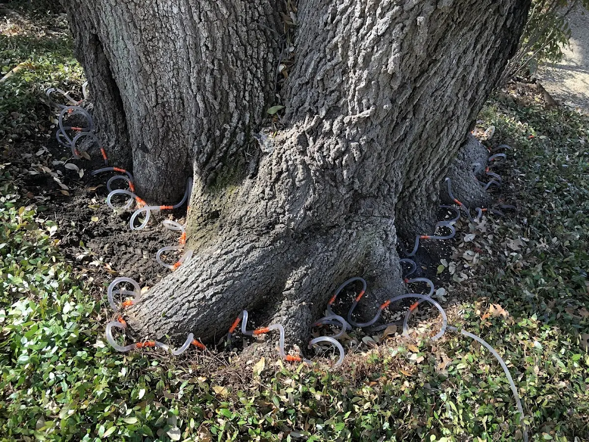Detailed Tree Cabling and Bracing job site in Bald Knob